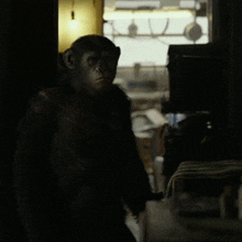 Planet Of The Apes Blue Eyes GIF - Planet Of The Apes Blue Eyes Walk Away GIFs