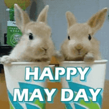 Happy May Day Bunny GIF - Happy May Day Bunny Rabbits GIFs