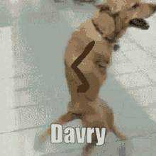 a dog standing on its hind legs with the name davry written on it