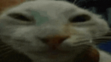 Mewing Cat GIF - Mewing Cat Cat Meme GIFs