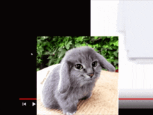 Bounce Rabbit GIF - Bounce Rabbit Cat GIFs