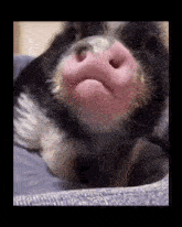 a black and white pig with a pink nose is laying on a blanket on a bed .