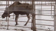 Lie Down National Geographic GIF - Lie Down National Geographic An Injured Moose Gets An Exam GIFs