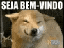 Seja Bem Vindo, Cão Feliz GIF - Welcome Happy Dog GIFs