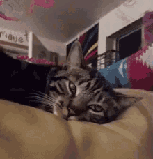 Dilated Pupils GIF - Dilated Pupils Cat GIFs