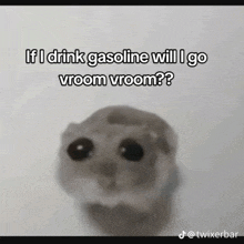 a hamster is asking if i drink gasoline will i go vroom vroom ?
