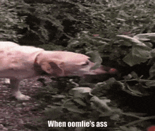 a dog is sniffing a plant with the words when oomfie 's ass below it