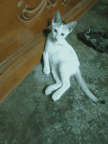 Funny Cat GIF - Funny Cat GIFs