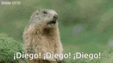 a ground squirrel says diego in a bbc one ad