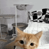 Cat Funny Cat GIF - Cat Funny Cat Curious Cat GIFs
