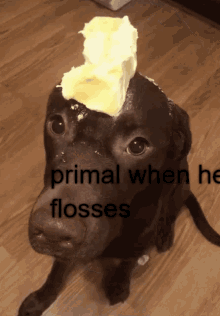 Primal Butter GIF - Primal Butter Dog GIFs