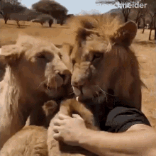 Snuggling Lions Dean Schneider GIF - Snuggling Lions Dean Schneider Hugged By Lions GIFs