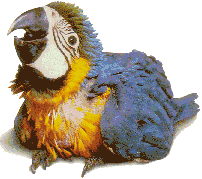 Parrot Ara Sticker
