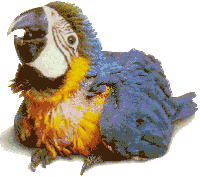 Parrot Ara Sticker - Parrot Ara Stickers