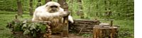 a monkey is sitting on a wooden fence in the woods .