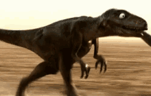 Hunt GIF - Raptor Run Running GIFs