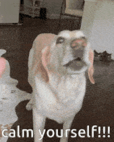 a dog standing in a room with the words calm yourself written below it