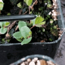 Shy Plant GIF