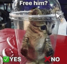 cat meme trapped yes or no choice cursor kitty pussycat kitten sad funny choose hm