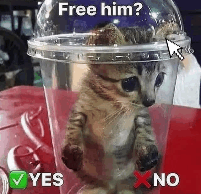 Cat Meme Trapped Yes Or No Choice Cursor Kitty Pussycat Kitten Sad Funny  Choose Hm GIF -