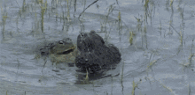 Fighting Frogs GIF - Fighting Frogs GIFs