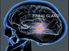 Pineal Gland Pineal GIF