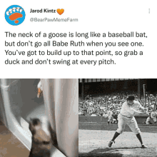 Goose Cat GIF - Goose Cat Baseball GIFs