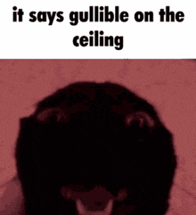 Cat Gullible GIF - Cat Gullible Angry GIFs