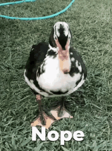 duck no nope head shake