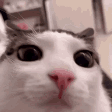 The Cat Blinks Cat GIF - The Cat Blinks Cat GIFs