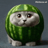 a cat is wearing a watermelon costume with pixverse.ai in the corner