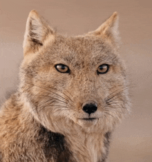 a close up of a coyote 's face with a serious look on its face