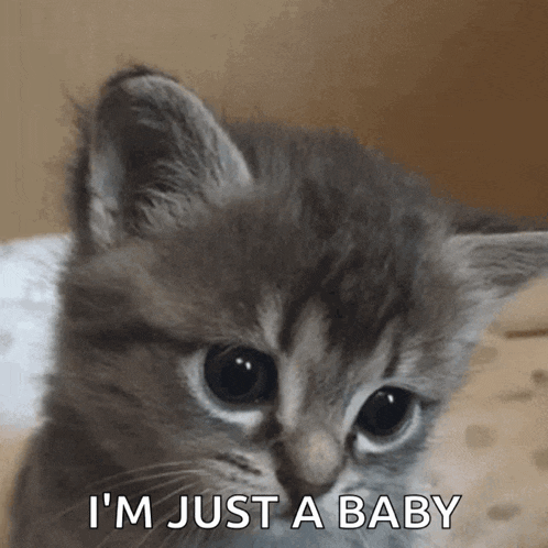 a kitten with the words 