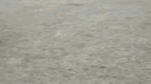 Corgi Corgirace GIF - Corgi Corgirace Race GIFs