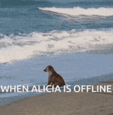 Alicia Online GIF - Alicia Online GIFs