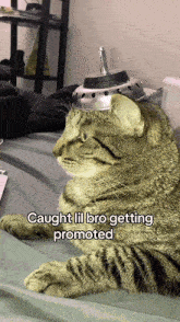 Cat Promotion GIF