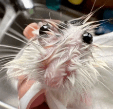 a close up of a rat 's face with a lot of hair on it