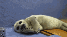 Niko Baby Seal GIF