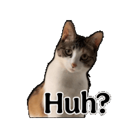 a brown and white cat with the words huh written on it