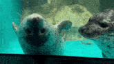 two seals are looking at each other through a glass window