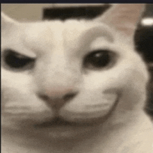a close up of a white cat 's face with a smile on its face