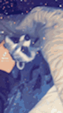 a person is laying on a bed with a raccoon on their lap .