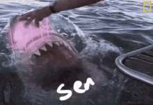 Shark Senpai GIF - Shark Senpai Anime GIFs