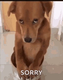 Sorry Not Sorry Dog GIF