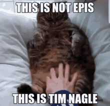 Cat Tim Nagle GIF - Cat Tim Nagle Epis GIFs