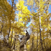 a person is standing in the middle of a forest with trees with yellow leaves