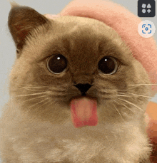 a close up of a cat with its tongue hanging out