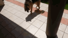 Funny Dog Tries To Stomp Out His Shadow GIF - Dog Shadow Funny GIFs