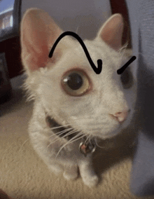 a white cat with a drawing of a triangle on its forehead