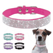 Led Dog Collar Best Led Dog Collar GIF - Led Dog Collar Best Led Dog Collar GIFs
